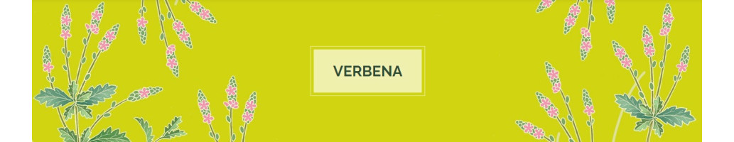 Verbena