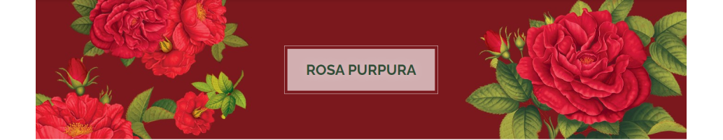 Rosa Purpura