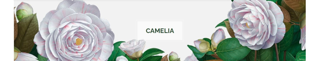 Camelia