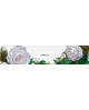 Camelia